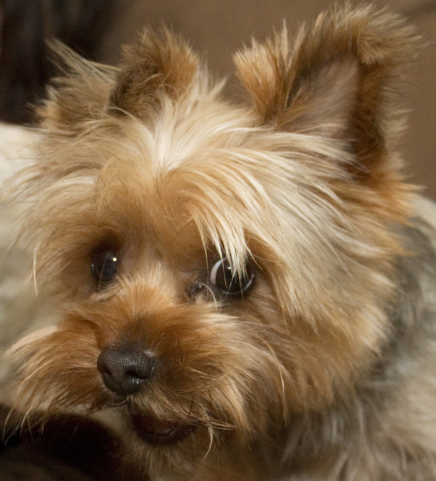 Terrier pet canine