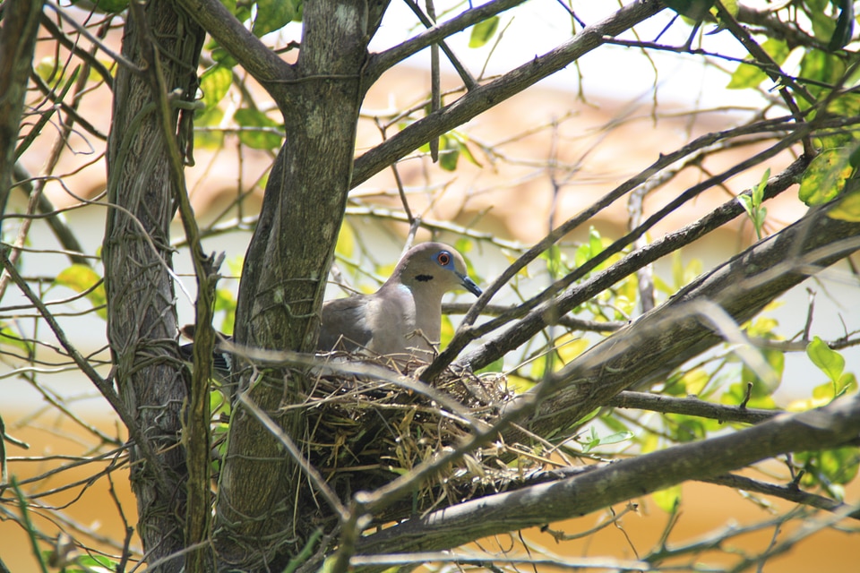 Branch dove wildlife