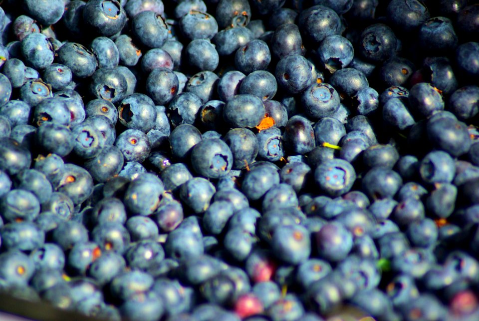 Blueberries, Farmers Market, Town Square, Jackson, Wyoming