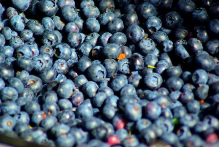 Blueberries, Farmers Market, Town Square, Jackson, Wyoming photo