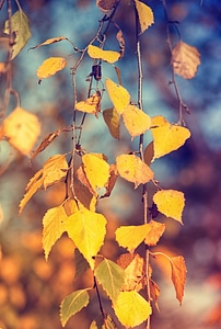 Fall color plant tree