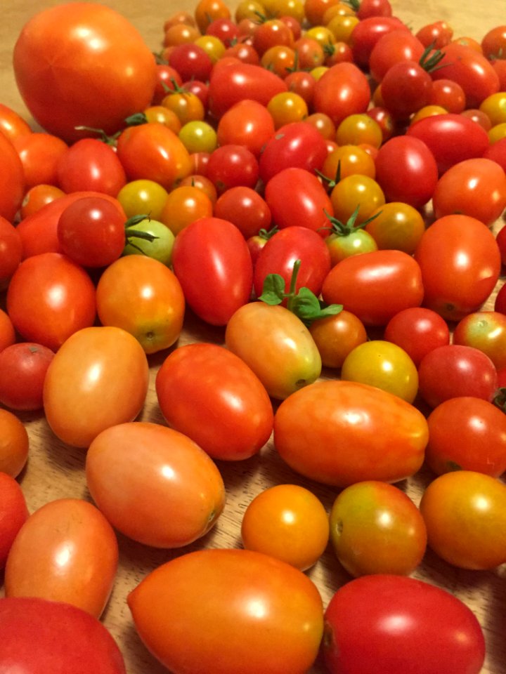 Garden Grown Tomatoes