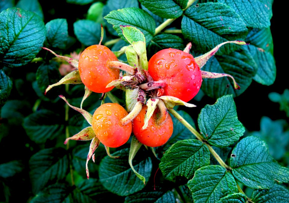 PUBDOMDED Pixa Digionbew 13 300716 Rosehip LOW RES