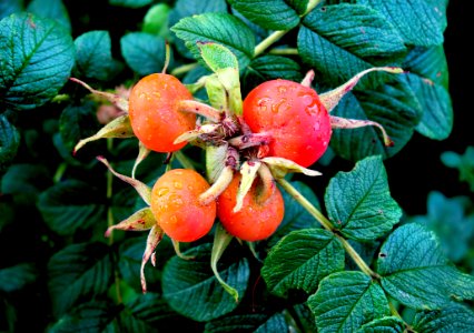 PUBDOMDED Pixa Digionbew 13 300716 Rosehip LOW RES
