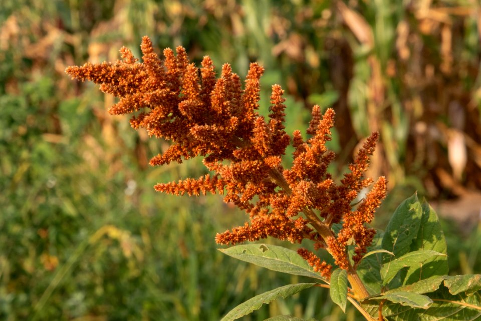 Orange Amaranth Inflorescence