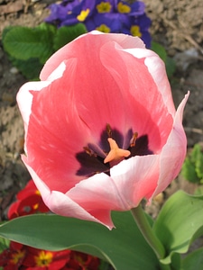 Tulips flowers beautiful flower