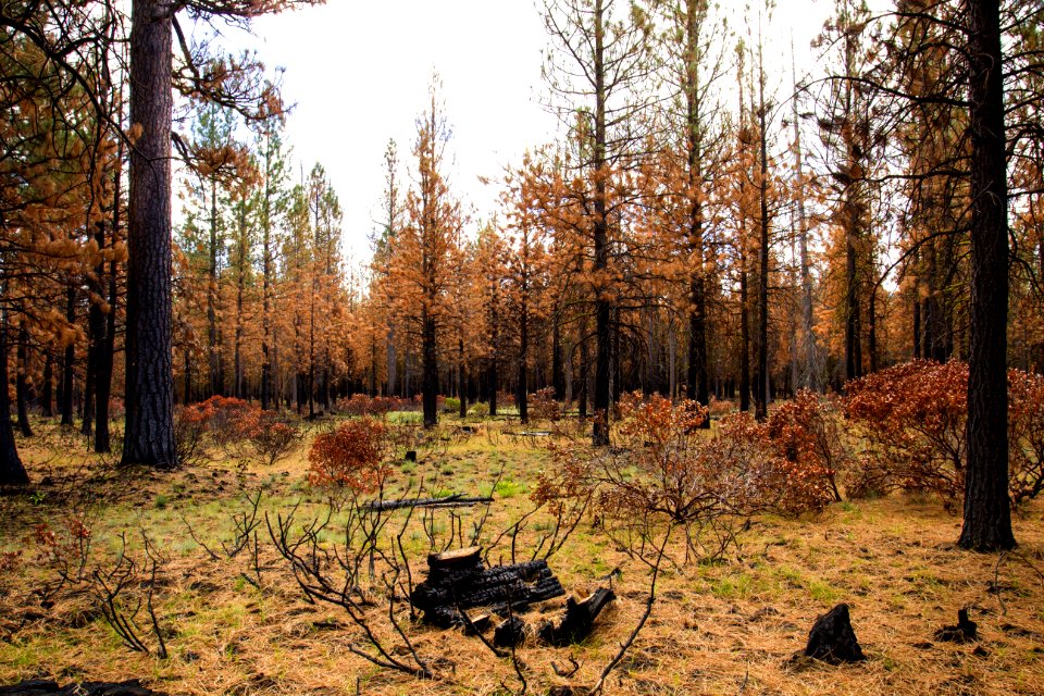 Forest Along The Metolius River, Oregon