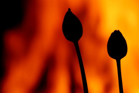 Fire Blossom Bud