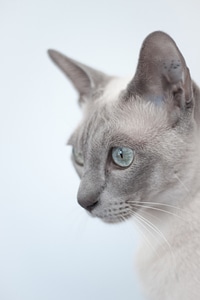 Pussycat siamese purebred