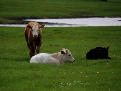 Little White Bull photo