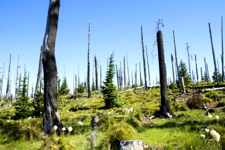 Pacfic Crest Hiking Trail Near Hoodoo, Oregon