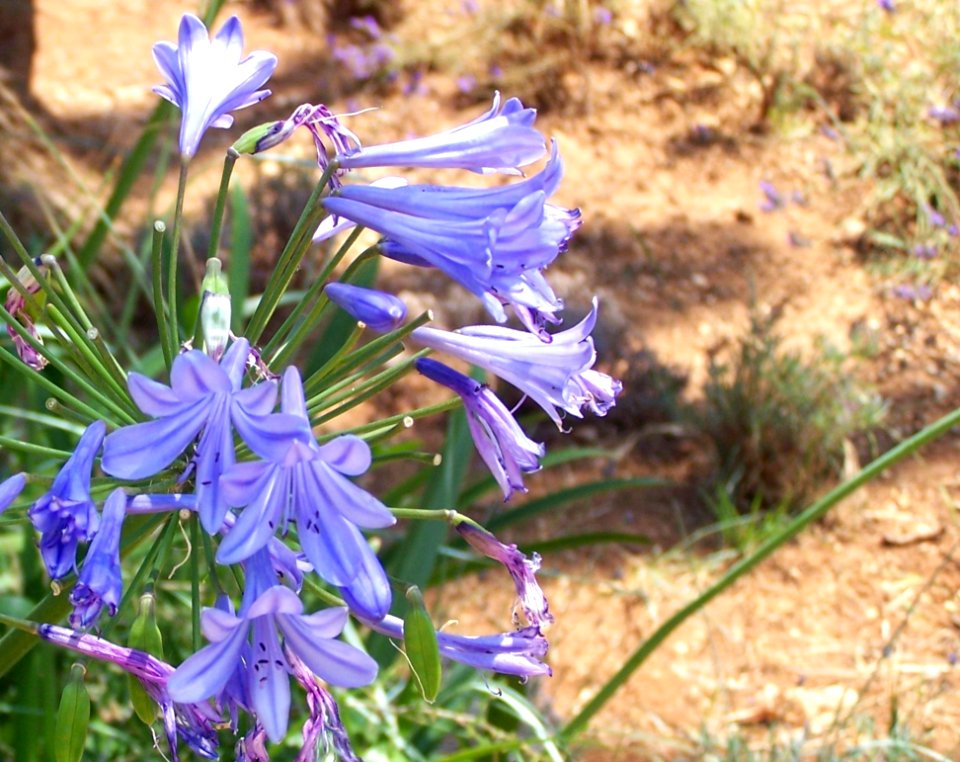 Flowers On Isle St Honorat