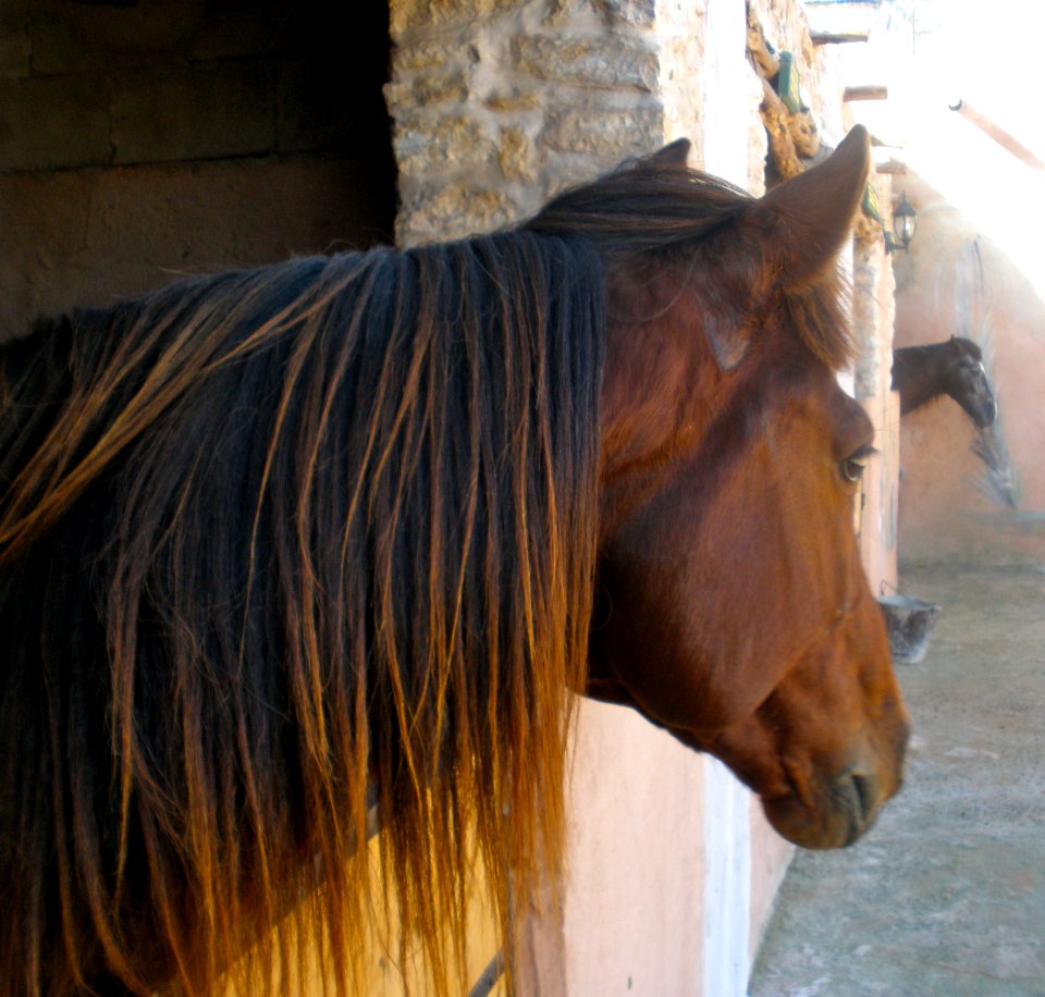 Horse, Mammal, Vertebrate, Hair