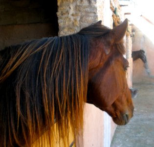 Horse, Mammal, Vertebrate, Hair