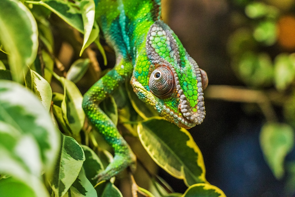 Reptile animal reptilia
