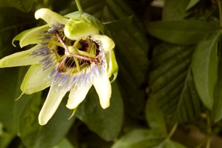 Passionflower