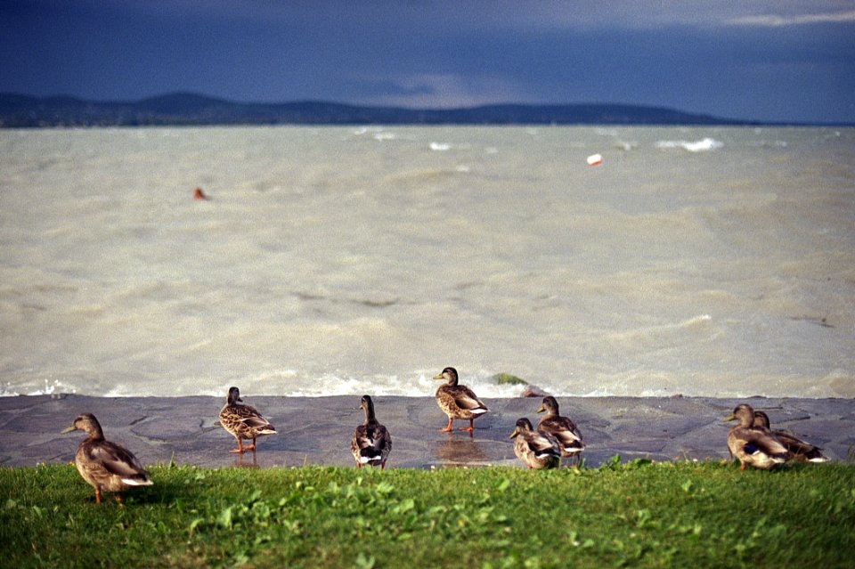 Ducks At The Stromy Balaton