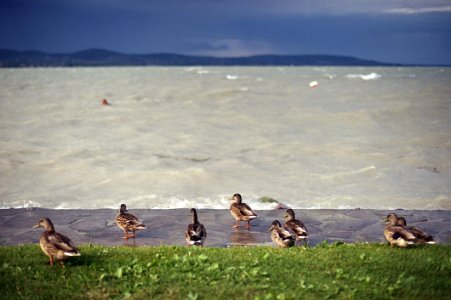 Ducks At The Stromy Balaton photo