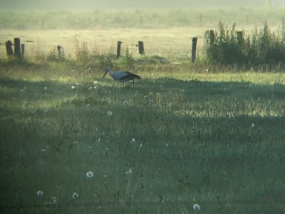 Early Stork With Fluff