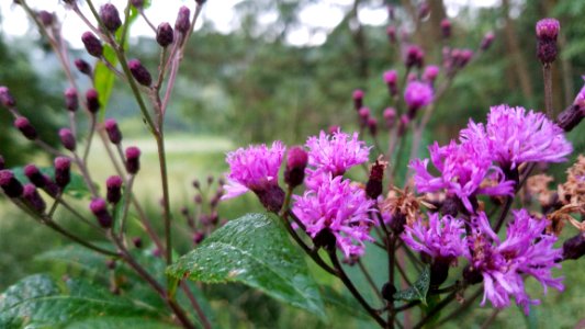 Chestnut Ridge Metro Park photo