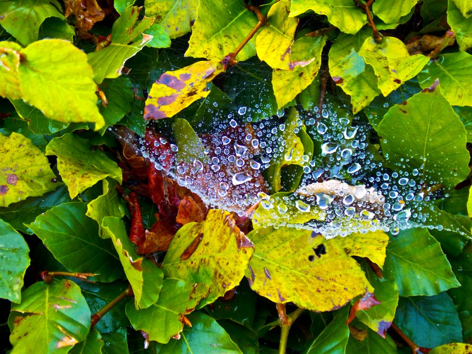 Spider Web With Dew