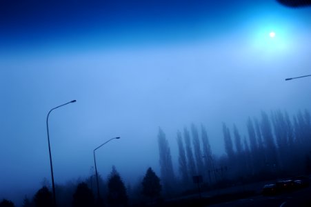 Morning Commute, Blue Cast Light, Trees, Headed Into Microsofts Millennium Offices, Redmond, Washington, USA
