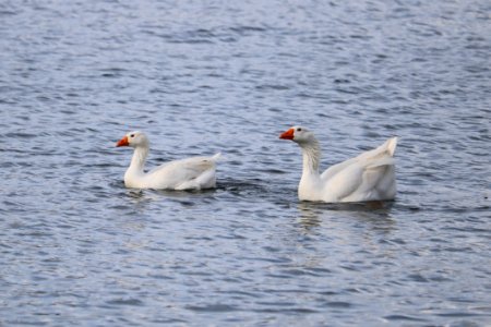 Domestic Geese photo