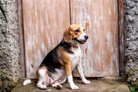 Portrait Of Cute Female Beagle Dog photo