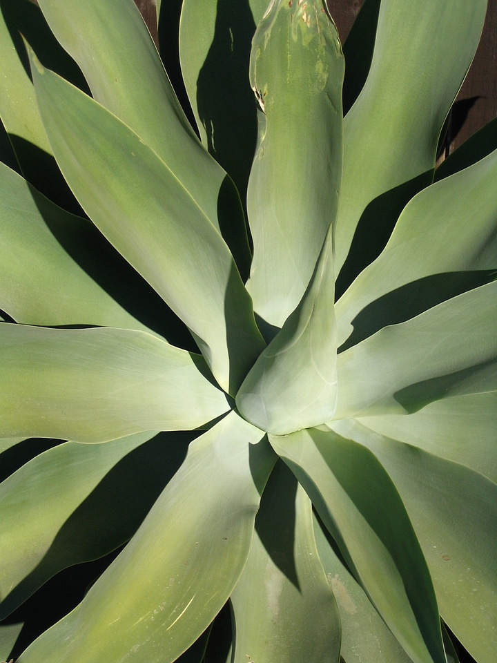 Nature spikes desert