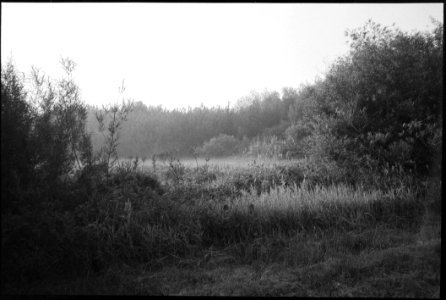 I Was Yearning For These Misty Mornings