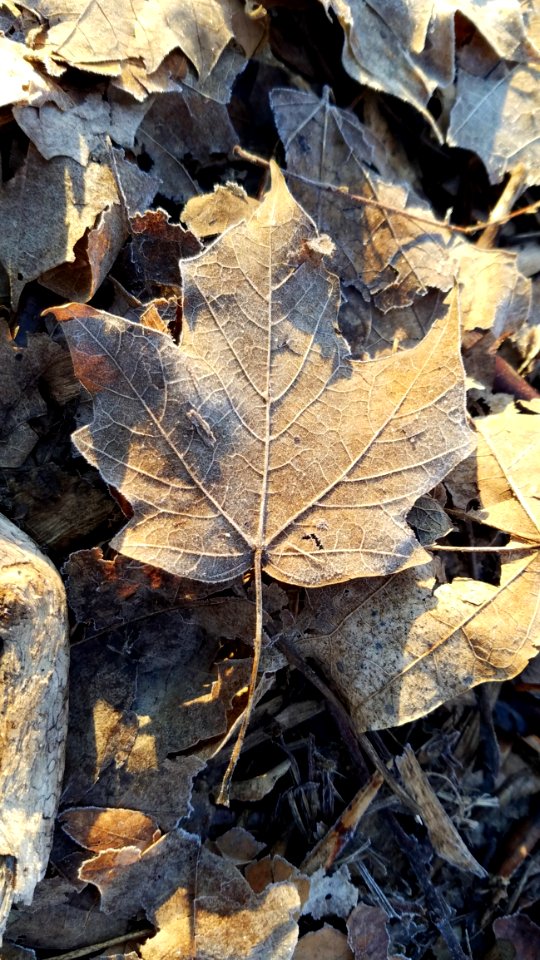 Smith Nature Park And Slyh Run