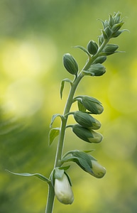 Plant flora flower
