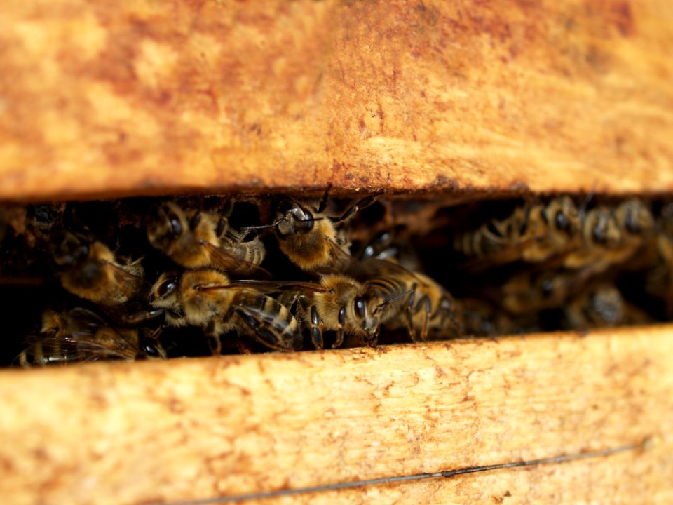 Bee Inside A Beehive