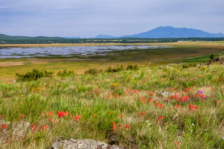 Mormon Lake