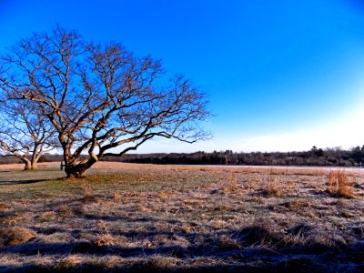 Frosty Morning photo