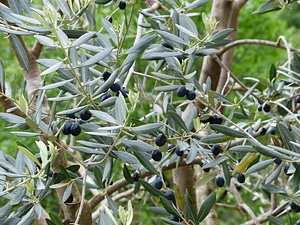 Olive tree plant olea europaea