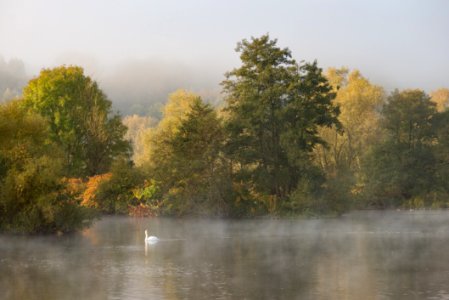 Misty Morning