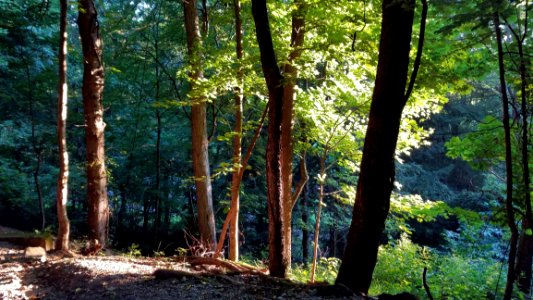 Rising Park