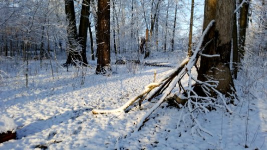 Cardiff Woods Park