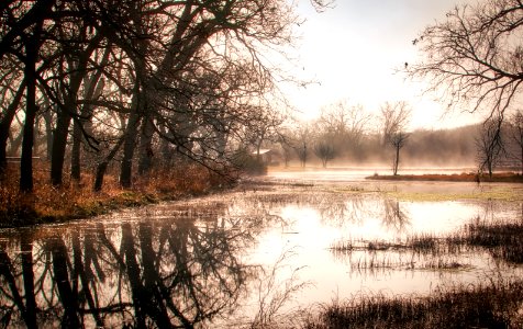 Berry Creek Fog
