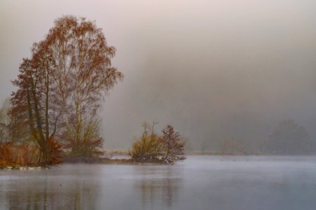 Trees In The Mist