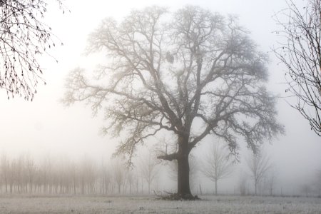 Oak Tree On A Foggy Morning, Oregon