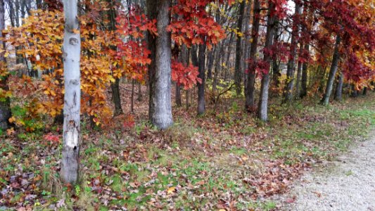 Oak Grove Cemetery