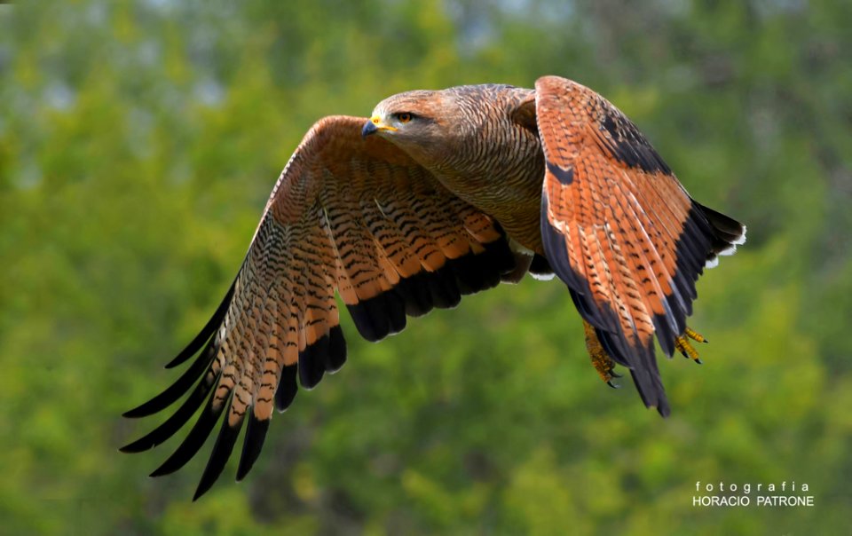 AGUILUCHO COLORADO (Savanna Hawk)  TOMA DE SAFARI A CEIBASENTRE RIOSARGENTINA
