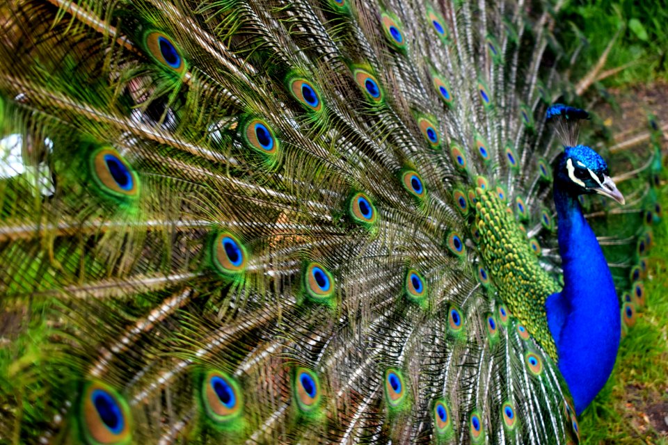 Peacock photo