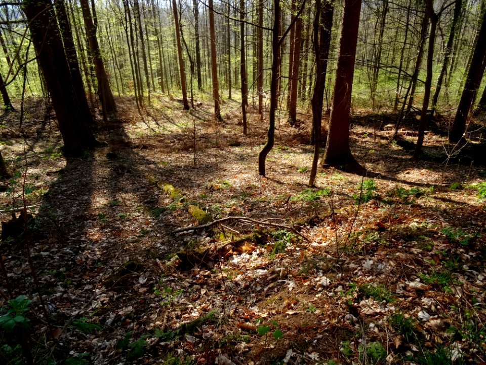 Viehleite Hill Pirna