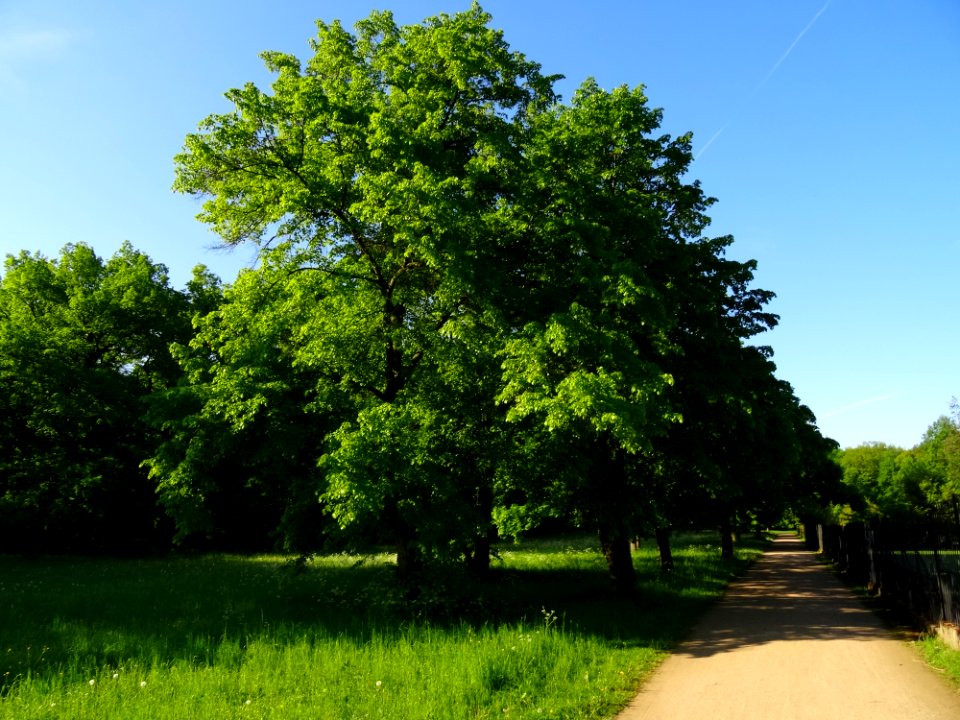 Groer Garten Park Dresden