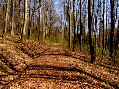 Viehleite Hill Pirna