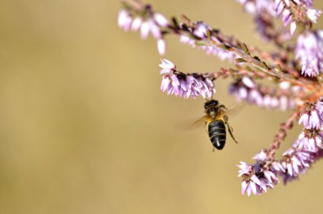 Abeja Volando