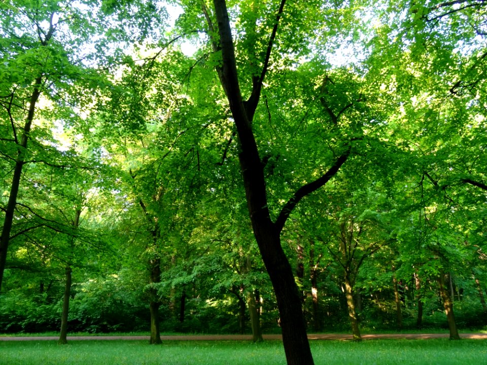 Groer Garten Park Dresden